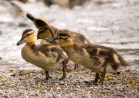 Baby Mallard Ducks