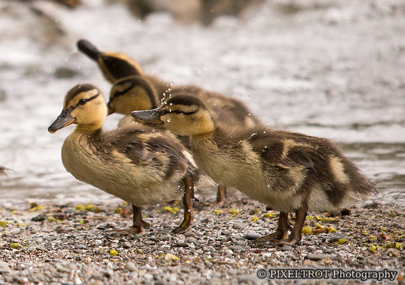 Baby Mallard Ducks