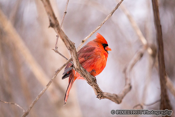 Cardinal