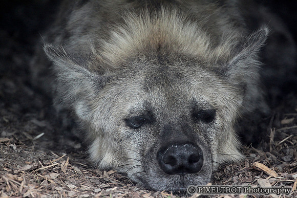 Spotted Hyena