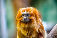 Golden Lion Tamarin