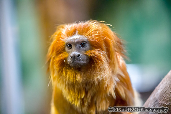 Golden Lion Tamarin