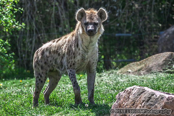 Spotted Hyena