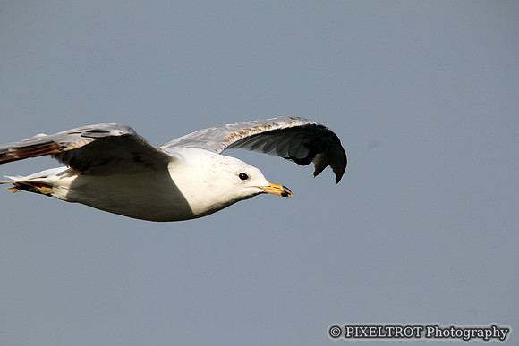 Sea Gull