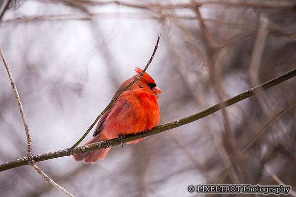 Cardinal