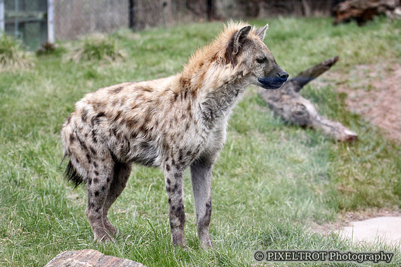 Spotted Hyena