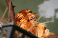 Baby Golden Lion Tamarin