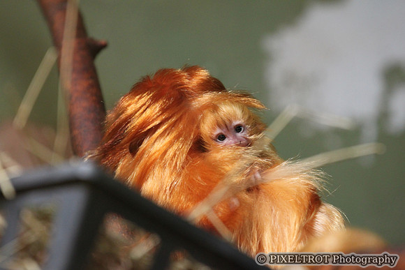 Baby Golden Lion Tamarin