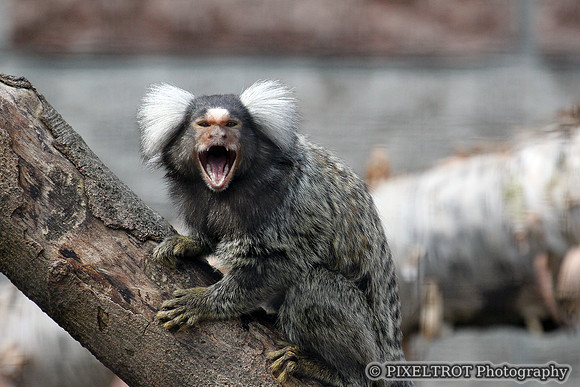 Common Marmoset or White Eared Marmoset