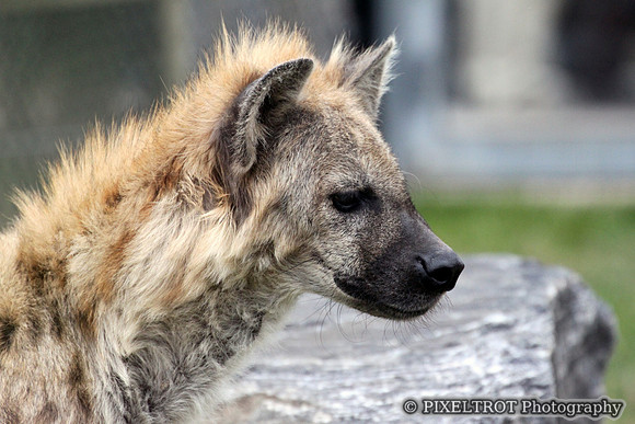 Spotted Hyena